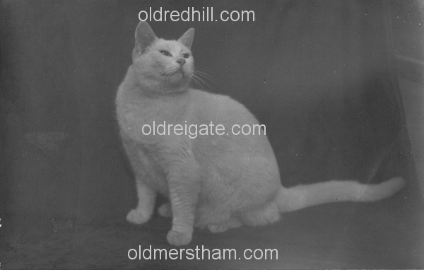 Image number 5524&prevurl=thehawthorns