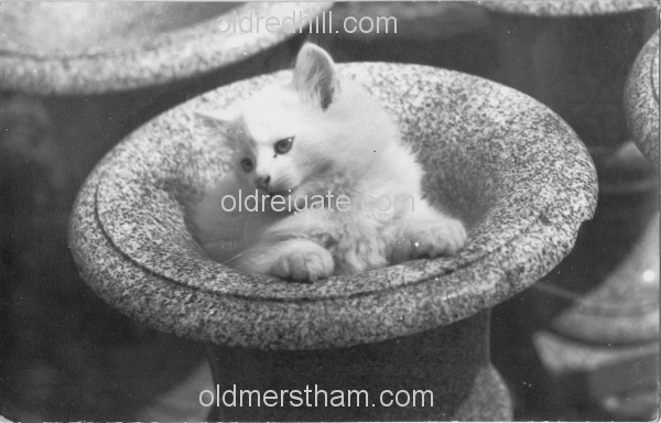 Image number 5525&prevurl=thehawthorns