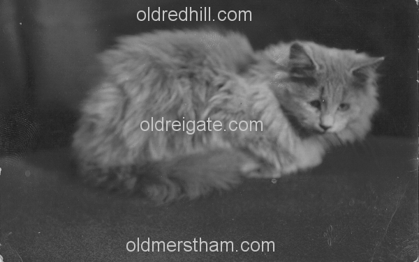 Image number 5527&prevurl=thehawthorns