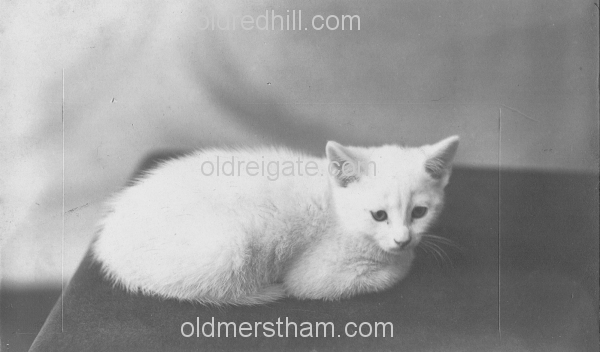 Image number 5531&prevurl=thehawthorns